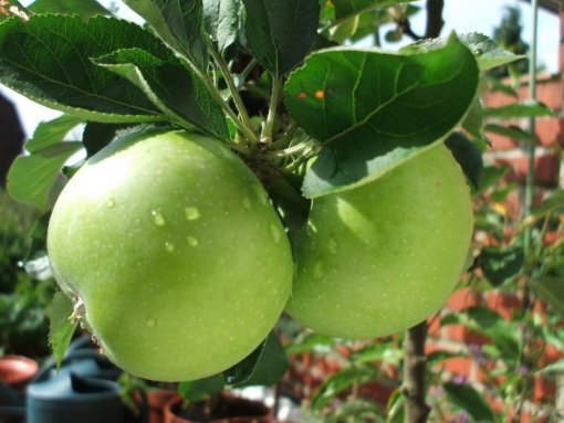 سیب سبز فرانسه